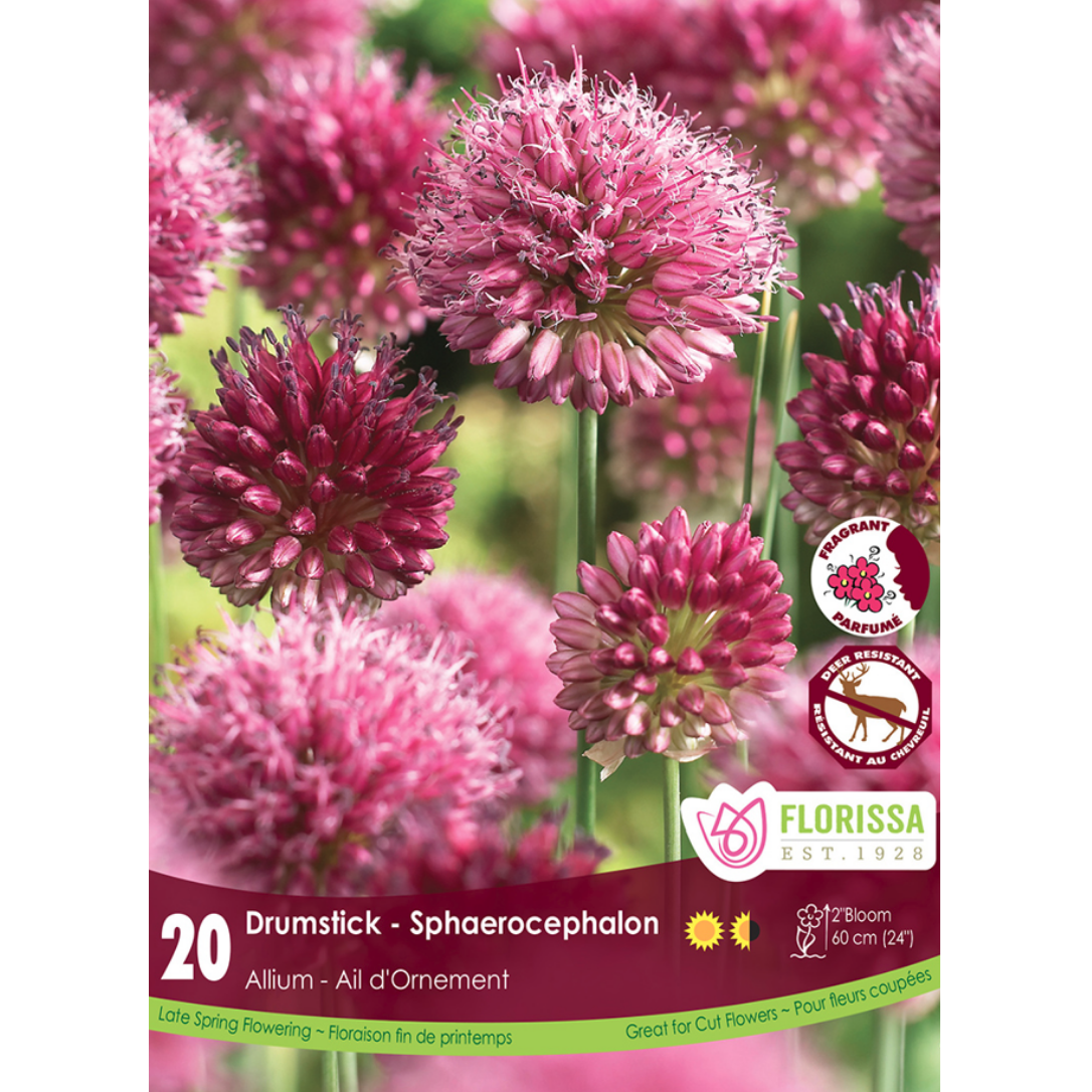 Allium 'Drumstick' Sphaerocephalon 20/Pkg.