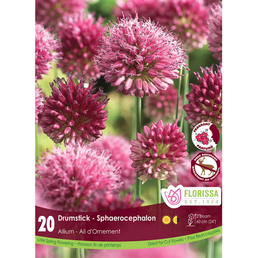 Allium 'Drumstick' Sphaerocephalon 20/Pkg.