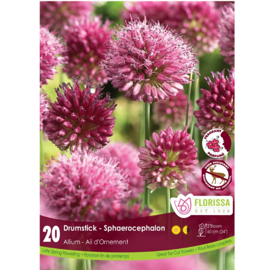 Allium 'Sphaerocephalon Drumstick' 20/Pkg.