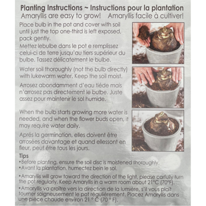 Amaryllis Gift Kit Assorted