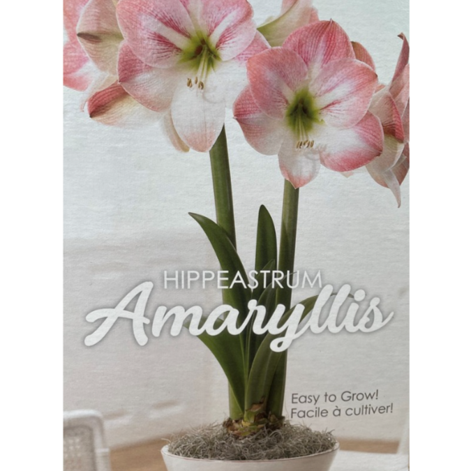 Amaryllis Gift Kit Assorted