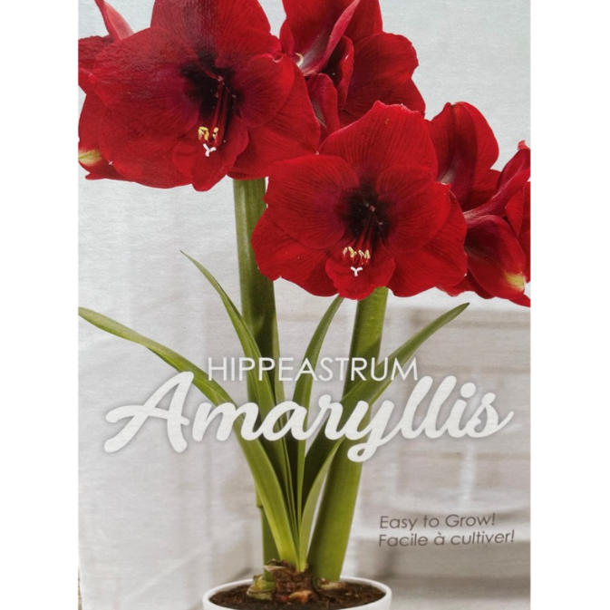 Amaryllis Gift Kit Assorted