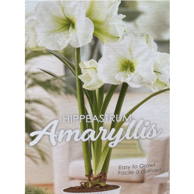 Amaryllis Gift Kit Assorted