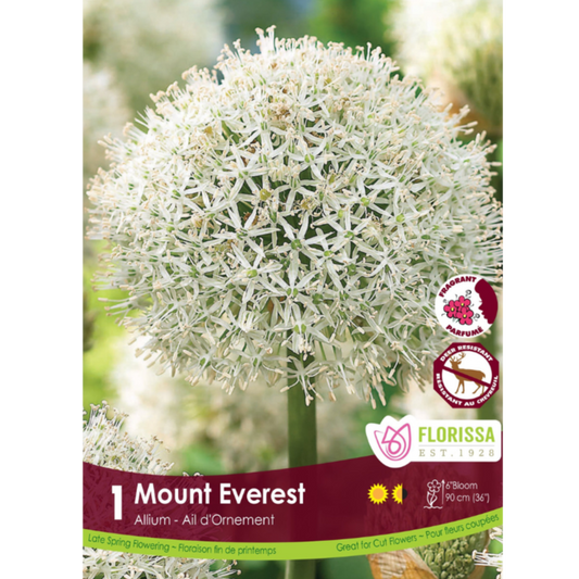 Allium 'Mount Everest' 1/Pkg.