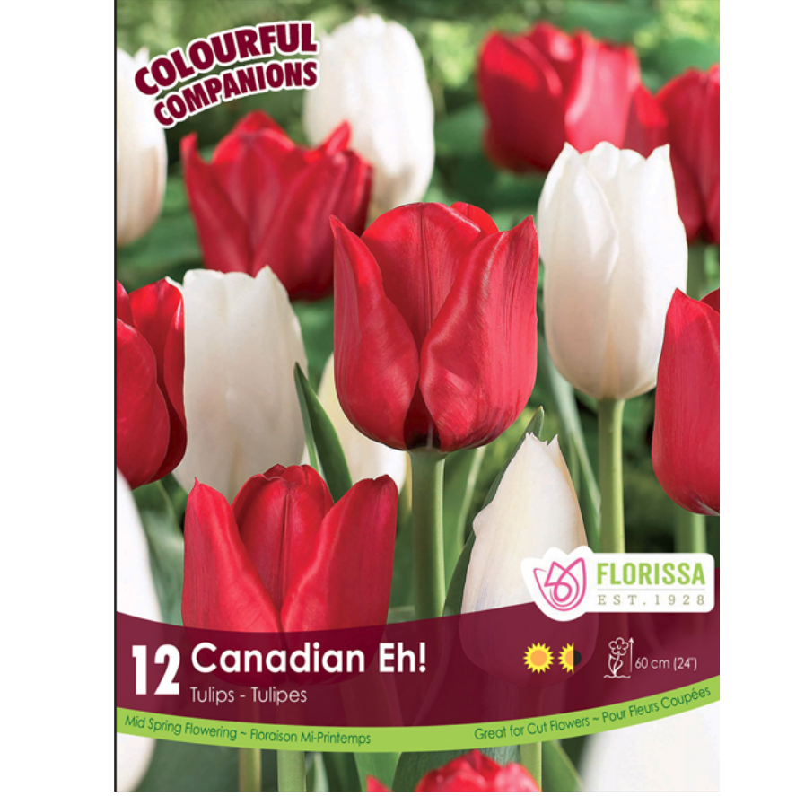 Colourful Companions Tulip 'Canadian Eh!' 12/Pkg.