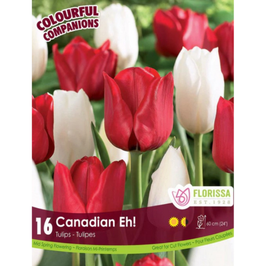 Colourful Companions Tulip 'Canadian Eh!' 16/Pkg.