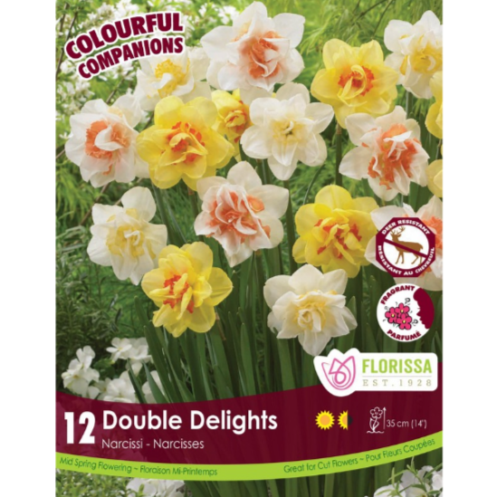 Colourful Companions Narcissus  'Double Delights' 12/Pkg.