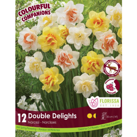 Colourful Companions Narcissus  'Double Delights' 12/Pkg.
