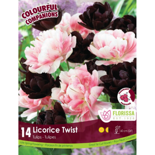 Colourful Companions Tulips 'Licorice Twist' 14/Pkg.