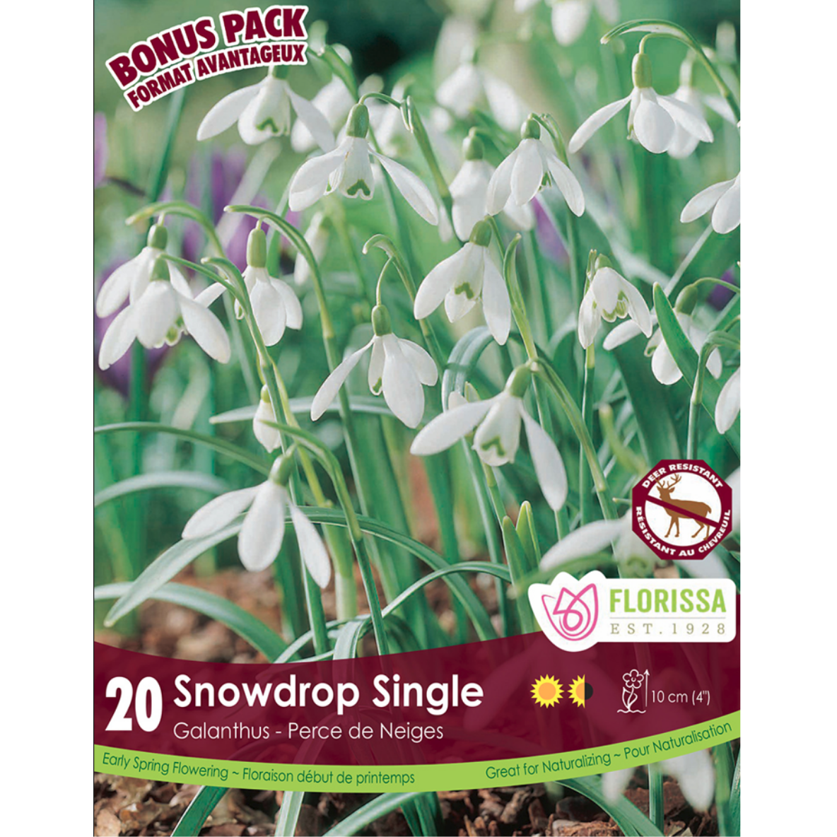 Galanthus 'Snowdrop Single' 20/Pkg.