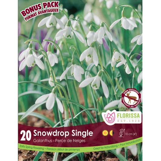 Galanthus 'Snowdrop Single' 20/Pkg.