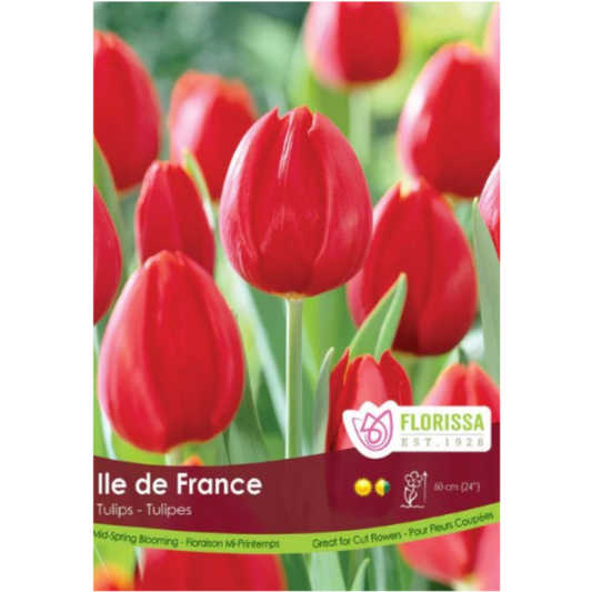 Tulip 'Ile de France' Blooming 40/Pkg.