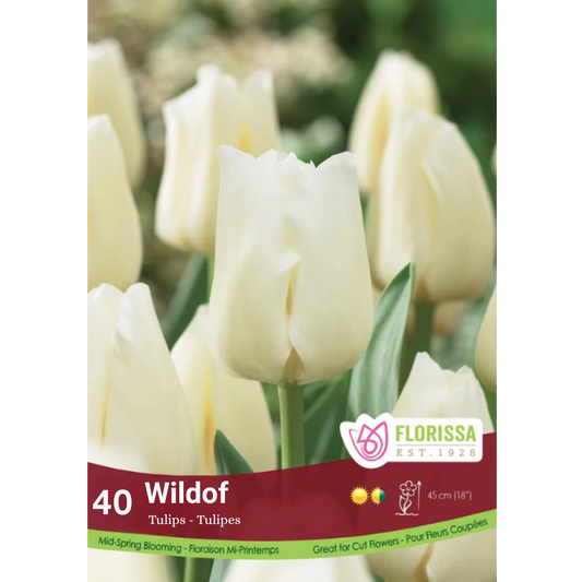 Tulip 'Wildhof' 40/Mesh Bag