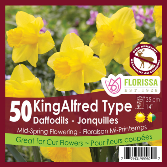 Narcissus 'King Alfred Type' 50/Pkg.