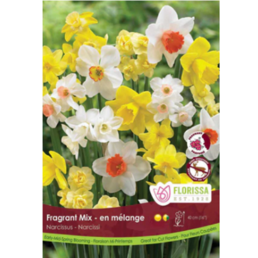 Narcissus Fragrant Mix 50/Pkg.