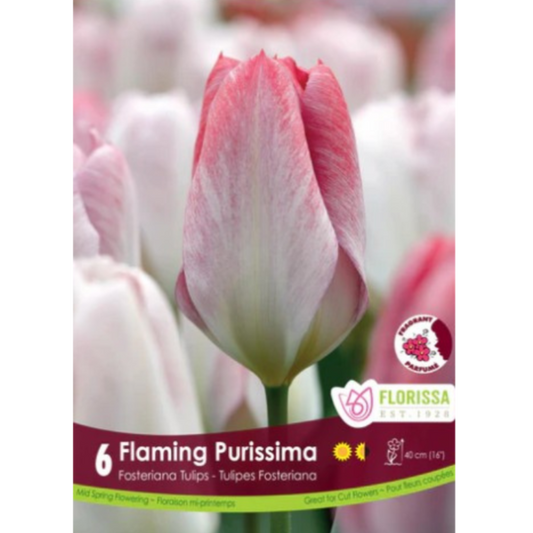 Tulip 'Flaming Purissima' Fosteriana 6/Pkg.