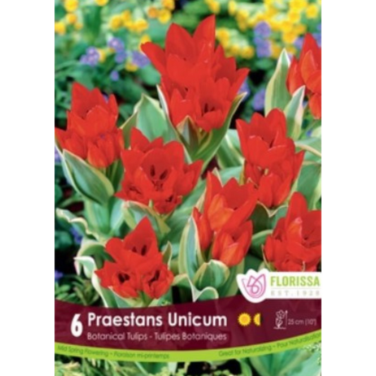 Tulip 'Praestans Unicum' Botanical 6/Pkg.