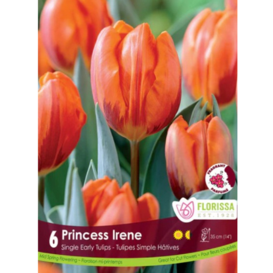 Tulip 'Princess Irene' Single 6/Pkg.
