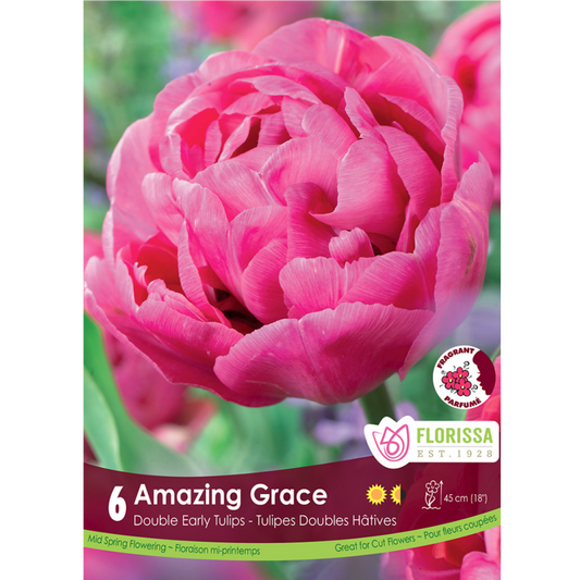 Tulip 'Amazing Grace' 6/Pkg.