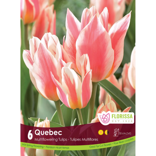Tulip 'Quebec' Multiflowering 6/Pkg.