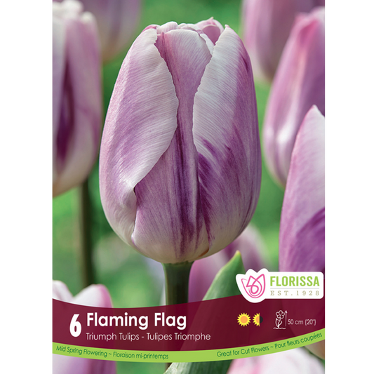 Tulip 'Flaming Flag' Triumph 6/Pkg.
