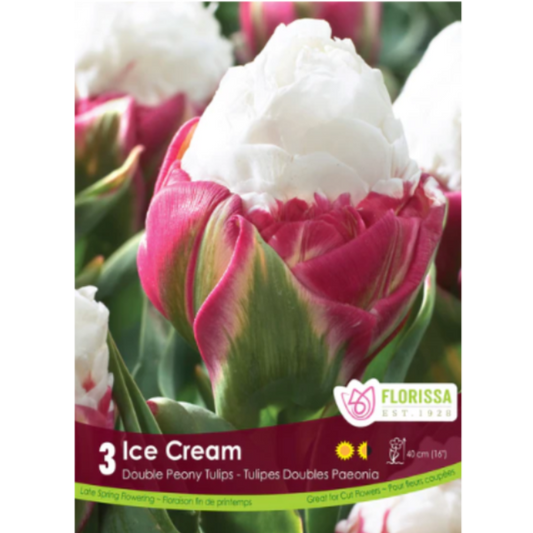 Tulip 'Ice Cream' Double Peony 3/Pkg.