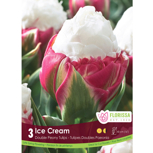 Tulip 'Ice Cream' 3/Pkg.