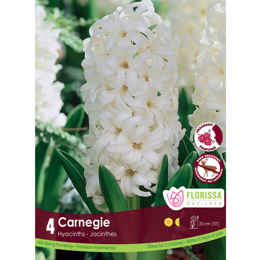 Hyacinth 'Carnegie' 4/Pkg.