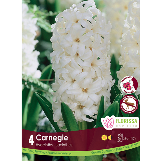 Hyacinth 'Carnegie' 4/Pkg.