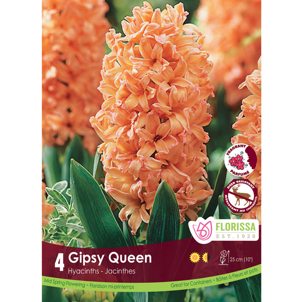 Hyacinth 'Gipsy Queen' 4/Pkg.