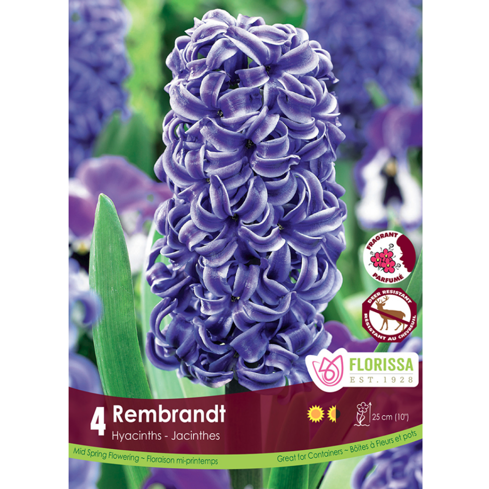 Hyacinth 'Rembrandt' 4/Pkg.