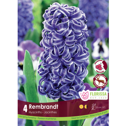 Hyacinth 'Rembrandt' 4/Pkg.