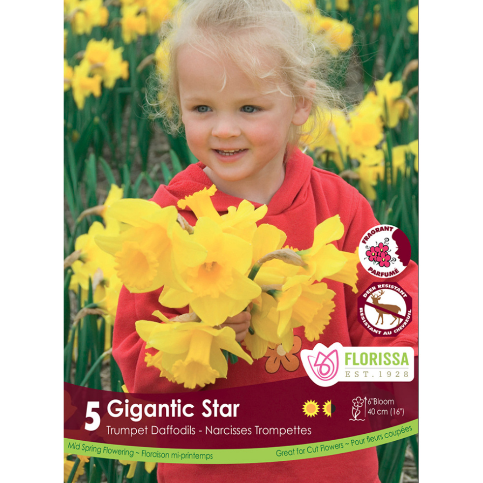 Narcissus 'Gigantic Star' 5/Pkg.