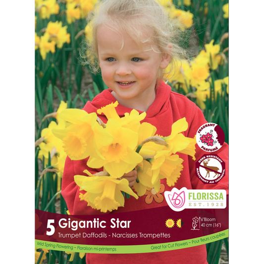 Narcissus 'Gigantic Star' 5/Pkg.