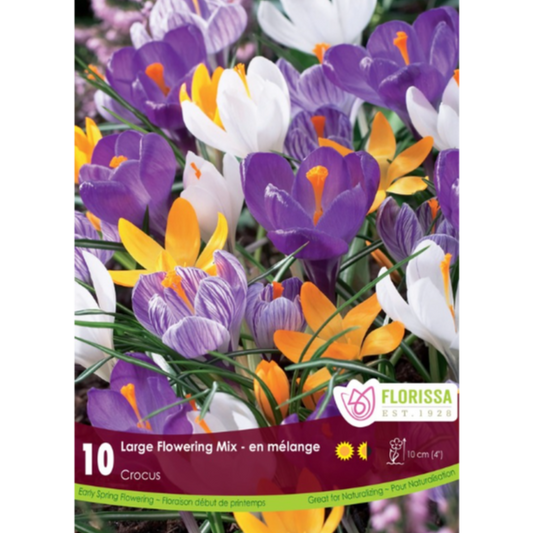 Crocus 'Large Flowering Mix' 10/Pkg.