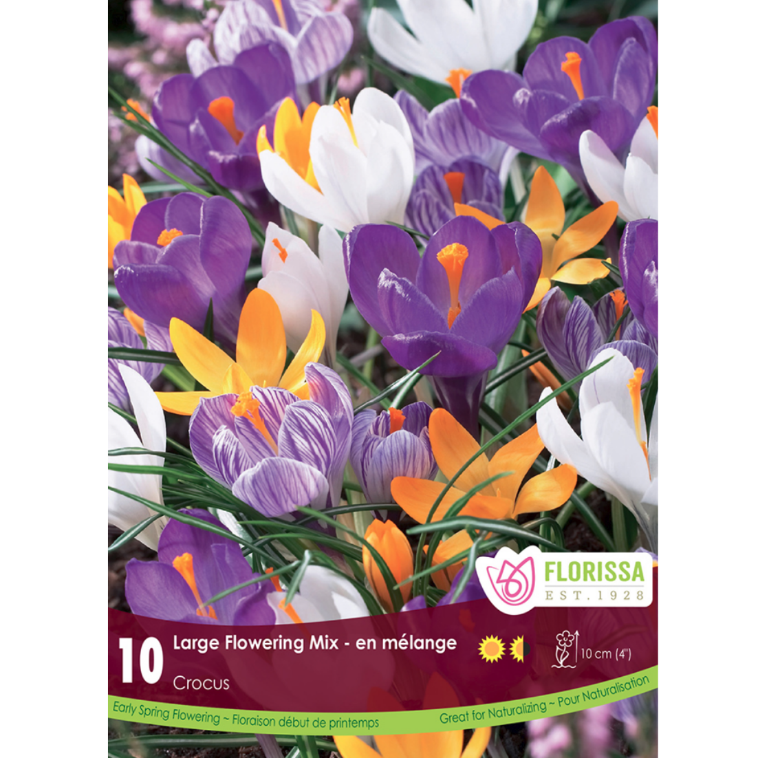 Crocus 'Large Flowering Mix' 10/Pkg.