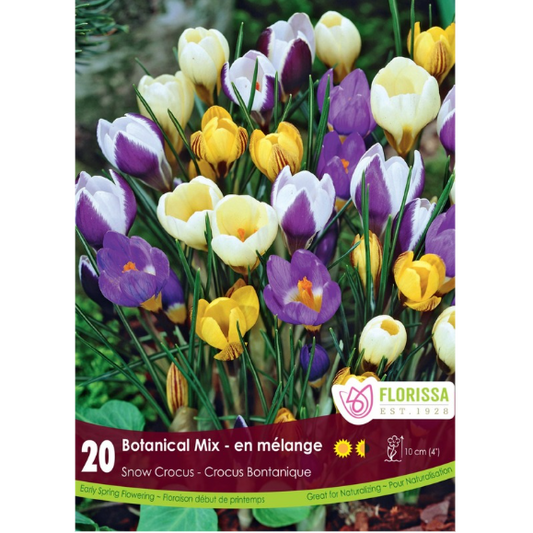Crocus 'Botantical Mix' Snow 20/Pkg.