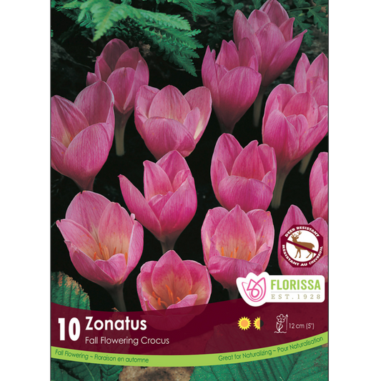 Crocus 'Zonatus' 10/Pkg.