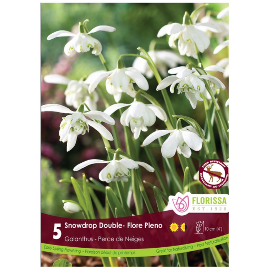 Galanthus 'Snowdrop Double' Floree Pleno 5/Pkg.