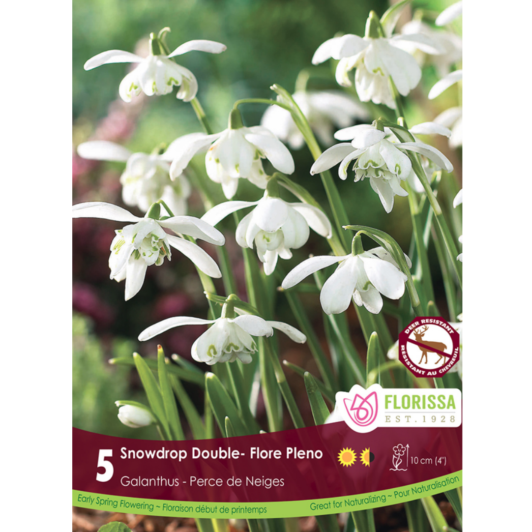 Galanthus 'Snowdrop Double' Flore Pleno 5/Pkg.