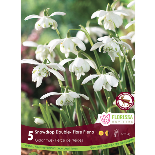 Galanthus 'Snowdrop Double' Flore Pleno 5/Pkg.