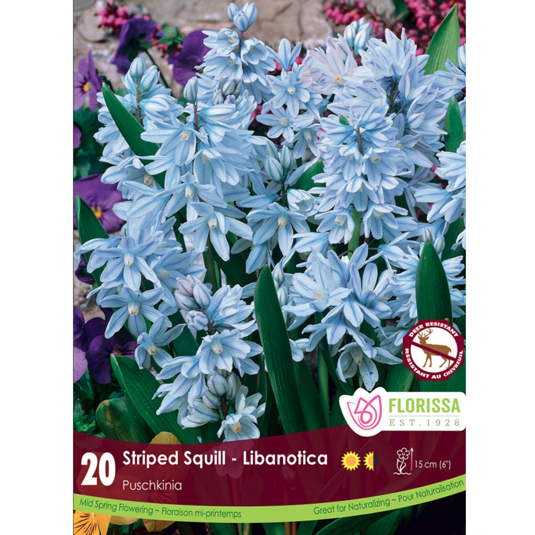Puschkinia 'Striped Squill' Libanotica 20/Pkg.
