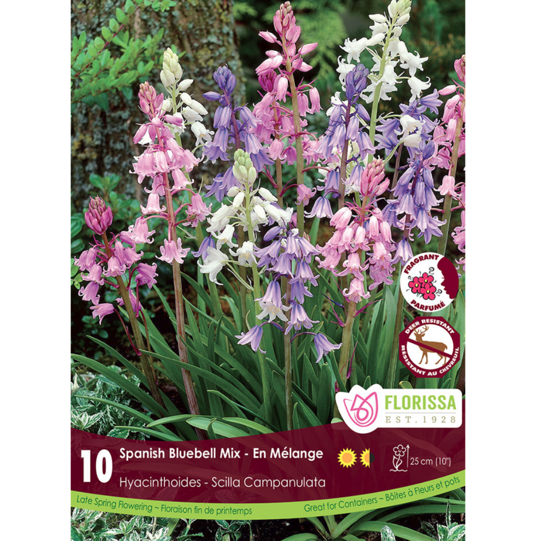 Hyacinthoides 'Spanish Bluebell 'Mix' 10/Pkg.