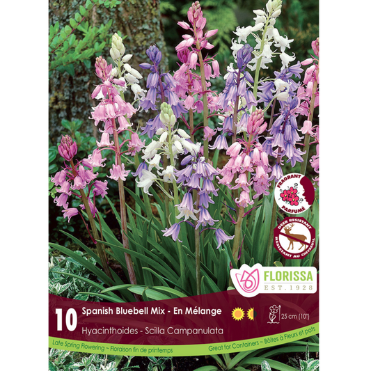 Hyacinthoides 'Spanish Bluebell 'Mix' 10/Pkg.