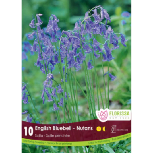 Scilla 'English Bluebell' Nutans 10/Pkg.
