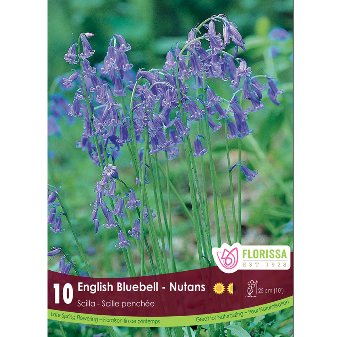 Hyacinthoides 'English Bluebell' Nutans 10/Pkg.