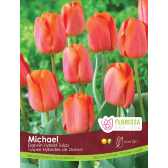 Tulip 'Michael' Darwin Hybrid 40/Pkg.