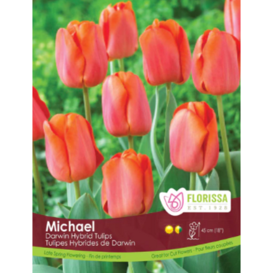 Tulip 'Michael' Darwin Hybrid 40/Pkg.