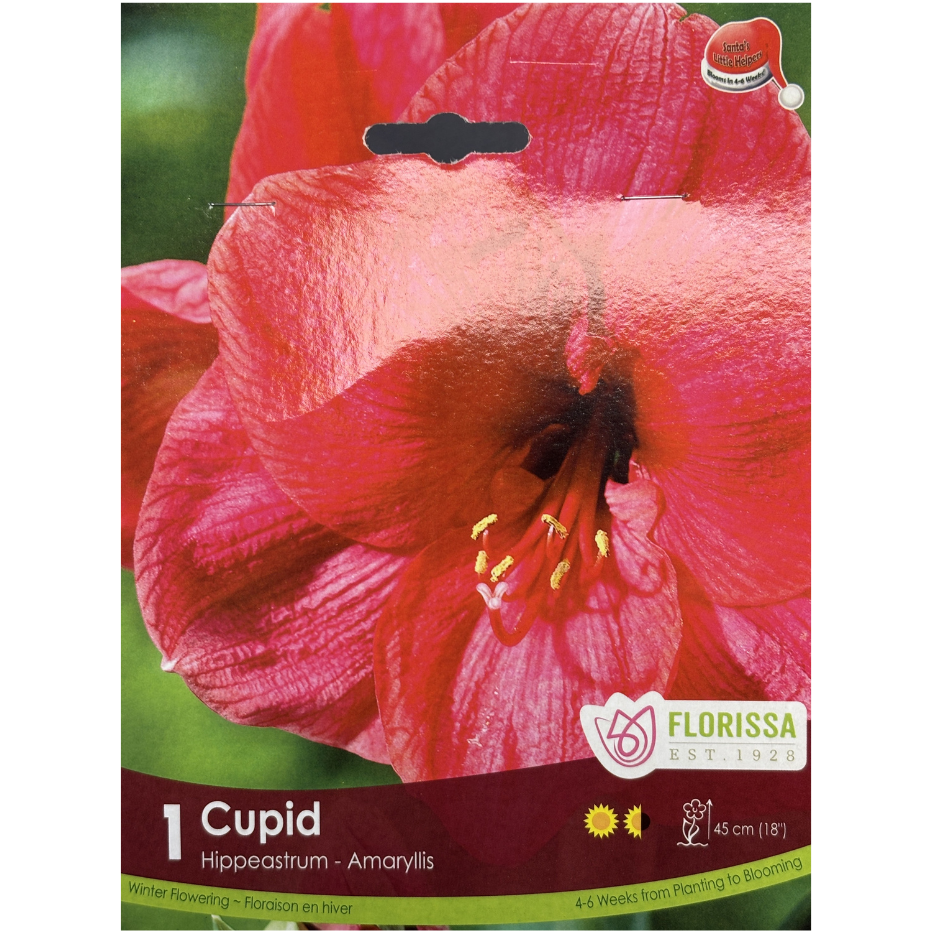 Amaryllis 'Cupid' Xmas Bloom 1/Pkg.