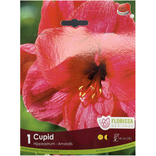 Amaryllis 'Cupid' Xmas Bloom 1/Pkg.